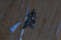 Dasychira antica