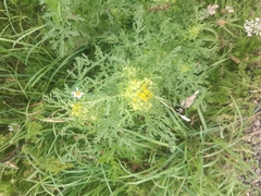 Jacobaea vulgaris