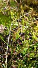 Juncus novae-zelandiae