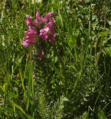 Pedicularis gyroflexa