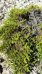 Veronica tetragona subsimilis