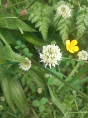 Trifolium repens