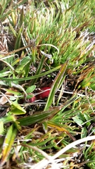 Astelia linearis