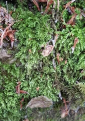 Plagiothecium succulentum