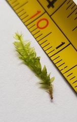 Plagiothecium succulentum