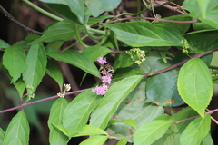 Lasiotrichius succinctus
