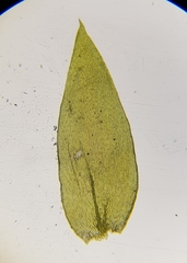 Plagiothecium succulentum