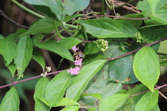 Lasiotrichius succinctus