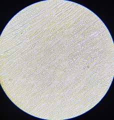 Plagiothecium succulentum