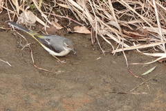 Motacilla cinerea