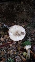 Russula purpureotincta