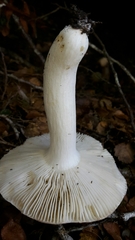 Russula purpureotincta