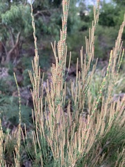 Allocasuarina monilifera