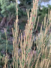 Allocasuarina monilifera