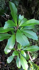 Brachyglottis kirkii