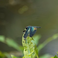 Rhyothemis plutonia