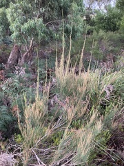 Allocasuarina monilifera