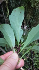 Brachyglottis kirkii