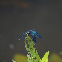 Rhyothemis plutonia