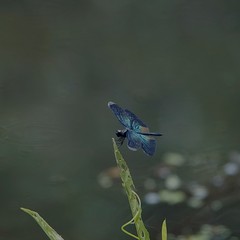 Rhyothemis plutonia