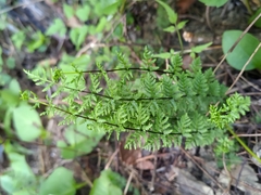Cheilanthes chusana
