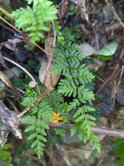 Cheilanthes chusana