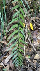 Asplenium bulbiferum x a flaccidum
