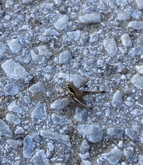 Eupholidoptera smyrnensis