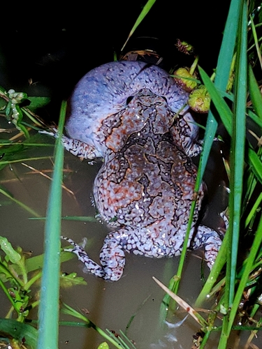 Asian Painted Frog, Kaloula pulchra