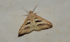 Chiasmia subcurvaria
