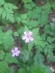 Geranium robertianum