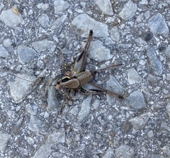 Eupholidoptera smyrnensis