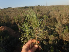 Euryops tenuissimus