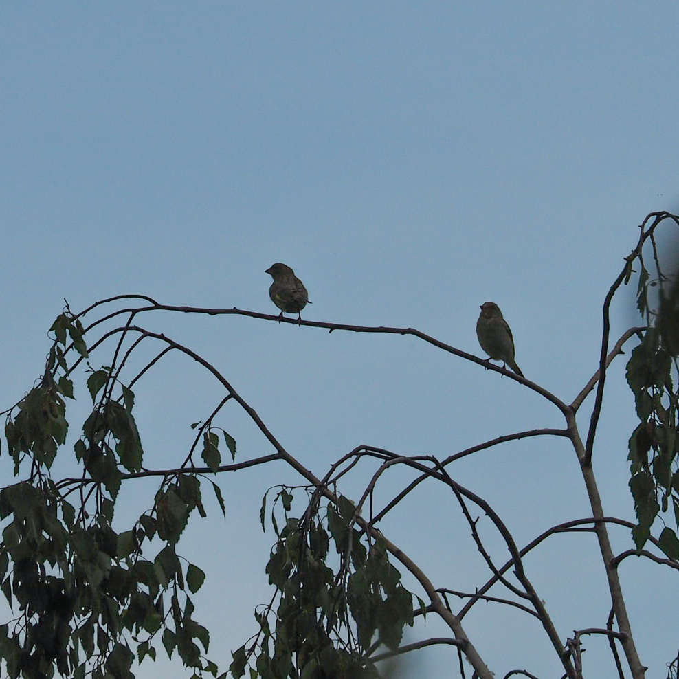 European Greenfinch