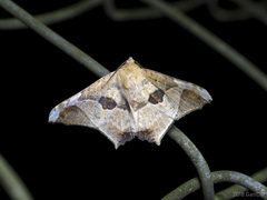 Semiothisops macariata