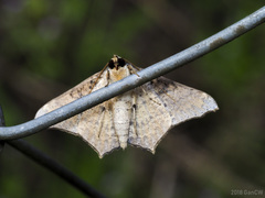 Semiothisops macariata