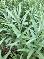 Jacobaea paludosa lanata