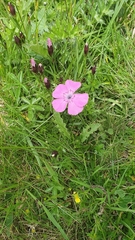 Dianthus alpinus