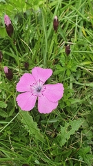 Dianthus alpinus