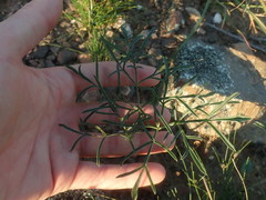 Pelargonium luteolum