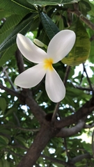 Plumeria obtusa