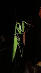 Hierodula membranacea