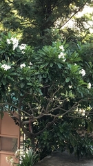 Plumeria obtusa