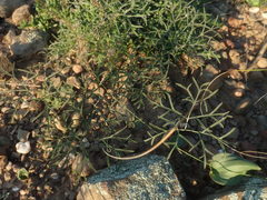 Pelargonium luteolum