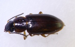 Haplanister crypticus