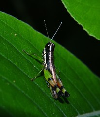 Chitaura indica