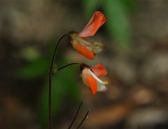 Hylodesmum repandum