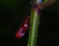 Eoscarta