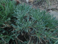 Osteospermum scariosum