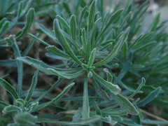 Osteospermum scariosum